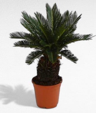 Cyca Revoluta |  P.24cm H.50 cm