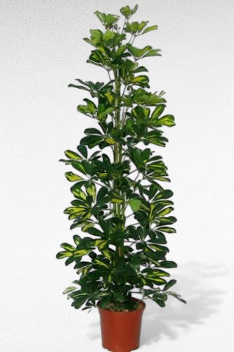 Schefflera Gold Capella  |  P.22cm H.150 cm